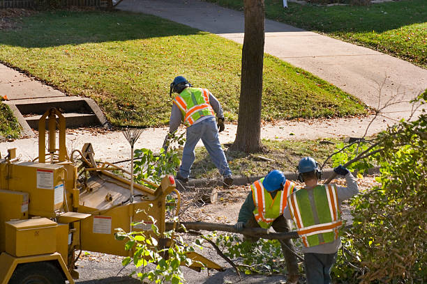 How Our Tree Care Process Works  in Oak Hills, OR